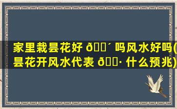 家里栽昙花好 🐴 吗风水好吗(昙花开风水代表 🌷 什么预兆)